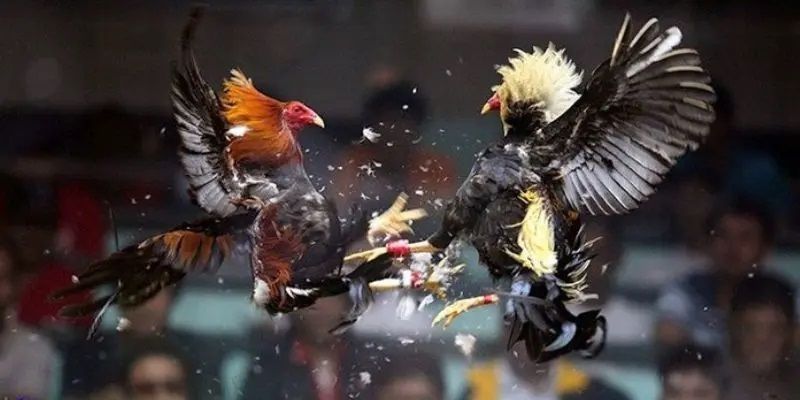 Đá gà Thomo - Trải nghiệm đỉnh cao mà bạn nên thử một lần