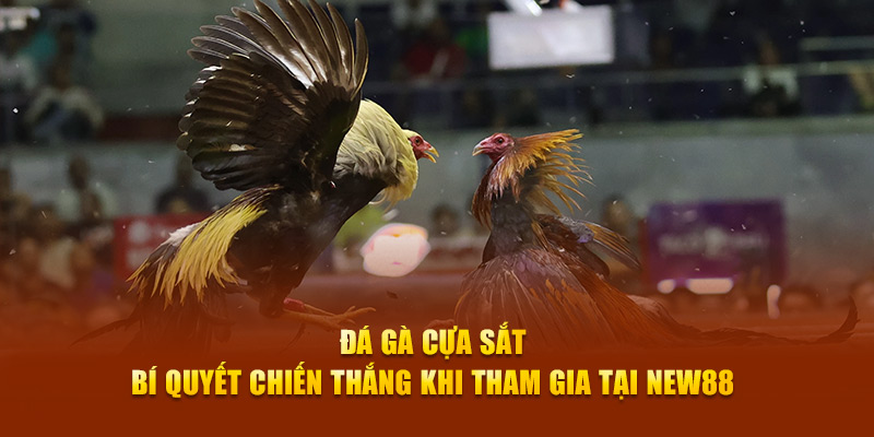 đá gà cựa sắt